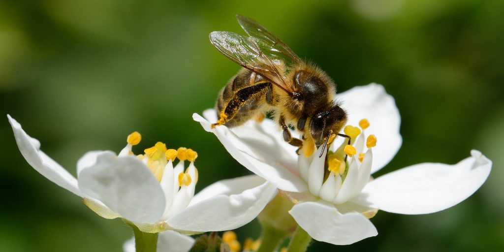 abeille dans le jardin